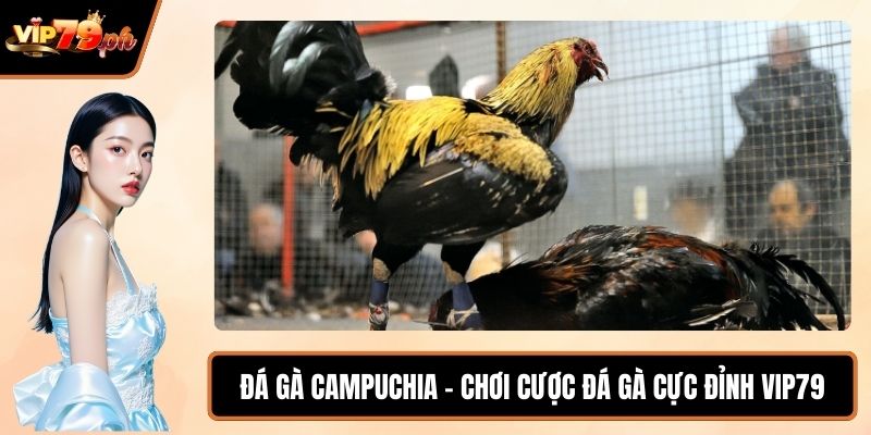 Đá gà Campuchia