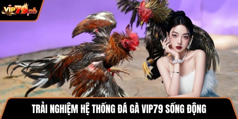 Trải nghiệm hệ thống Đá gà VIP79 sống động